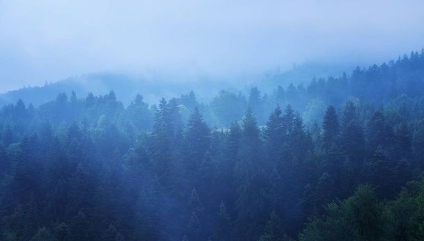 Vista del bosque de pinos cubierto de niebla muy densa por la mañana
 - Foto, imagen