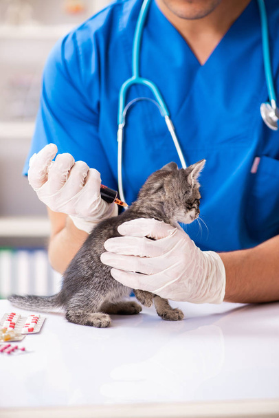 Vet doctor examining kittens in animal hospital - Photo, Image