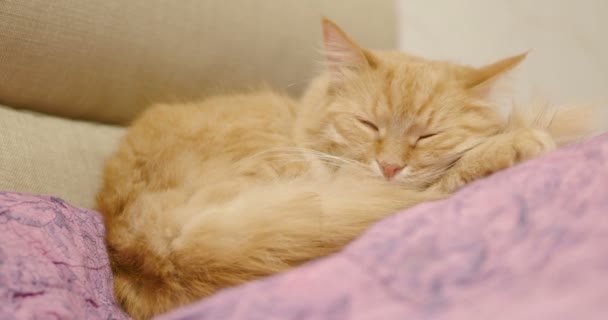 Cute ginger cat lying on violet blanket. Close up footage of sleeping fluffy pet. Cozy home. - Filmati, video