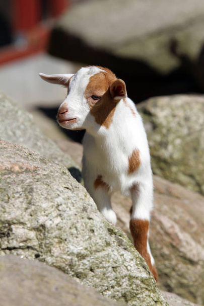 young goat climbs on stone - Photo, Image