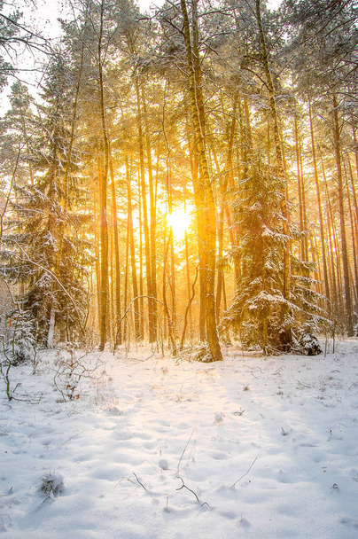 beautiful sunset in the winter forest, winter landscape - Фото, изображение