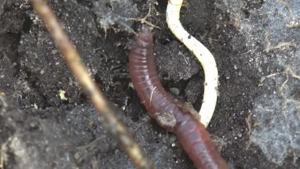Insecte Coleoptera Staphylinidae grand coléoptère noir et Linotaeniidae Strigamia bibens sol mille-pattes rampant sur le sol noir dans le jardin agricole de l'agriculteur
 - Séquence, vidéo