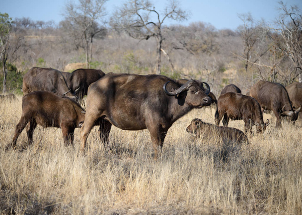 White Rhinoceros Walking in South Africa - Fotoğraf, Görsel