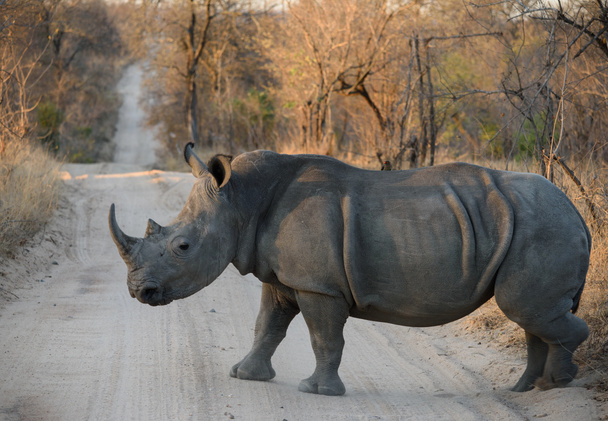 Rhinocéros blanc marchant en Afrique du Sud
 - Photo, image