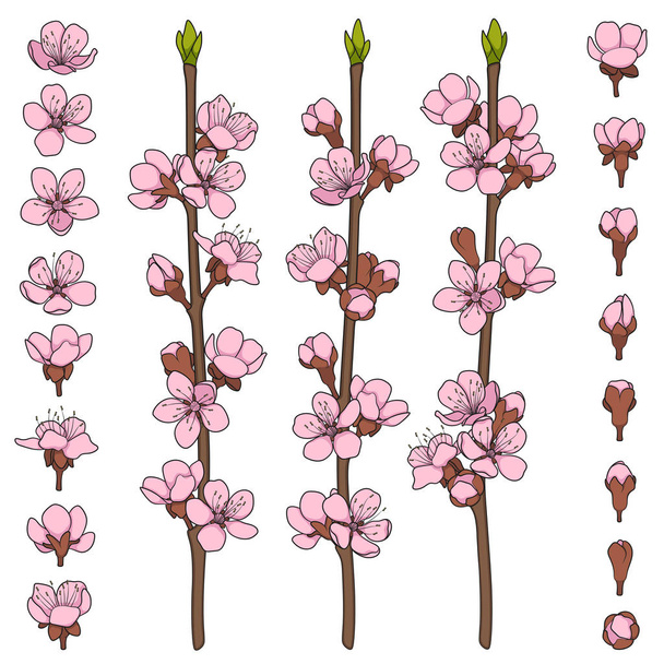 Set of color images with blossoming spring branches. Isolated vector objects on white background. - Vetor, Imagem