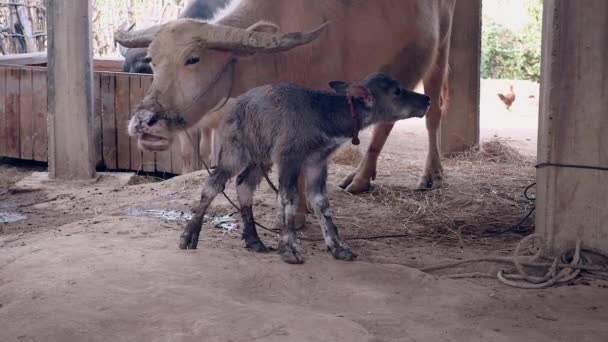 Новонароджене теля буйволів вперше стоїть в сараї поруч зі своєю матір'ю, пахне і піклується про нього (закрити
 ) - Кадри, відео