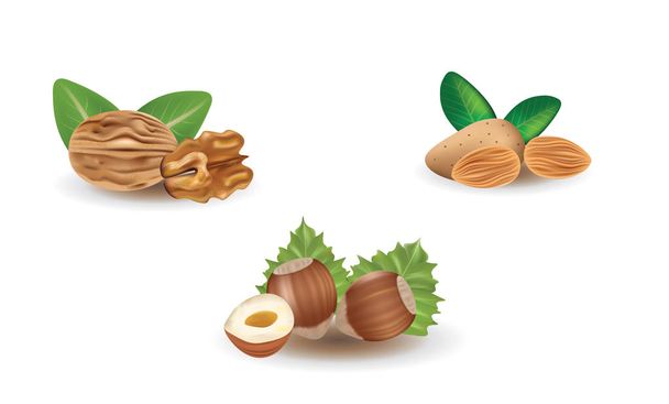 Pähkinää, hasselpähkinää ja mantelia. vektorikuvaus
 - Vektori, kuva