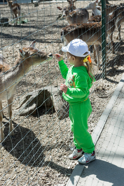 Ένα παιδί, ένα κοριτσάκι, ξετυλίγεται μια κατσίκα σιδερένιο κλουβί στο ζωολογικό κήπο. Ενωμένοι με τη φύση. - Φωτογραφία, εικόνα