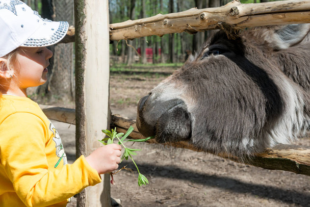 Ένα παιδί, ένα κοριτσάκι, ταΐζει ένα γάιδαρο σε μια φάρμα μέσα από ένα φράχτη.. - Φωτογραφία, εικόνα