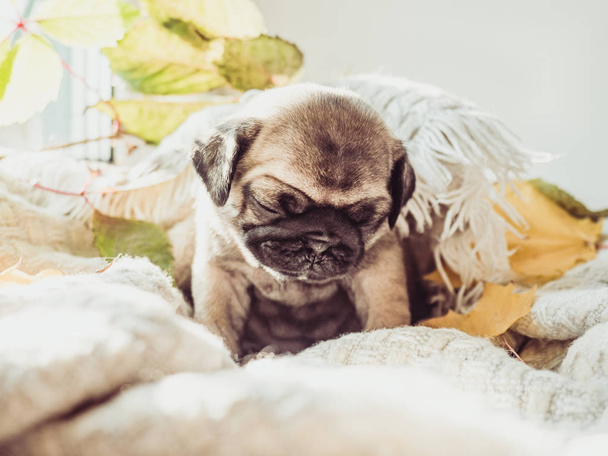 Cute, sweet puppy lying on a blanket and yellow leaves on a white background. Pet care concept - Foto, Imagem