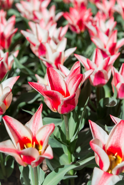 Mező virágzó vörös egy fehér csík tulipán közeli. - Fotó, kép