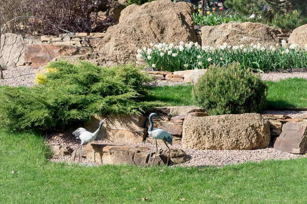 A pair of lovers of gray cranes on the background of an alpine slide with juniper and daffodils. - Photo, Image