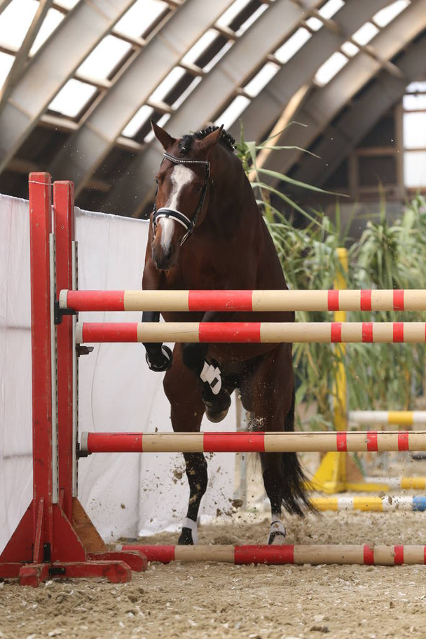 Beautiful young purebred horse jump over barrier. Free jumping in the riding hall - Photo, Image