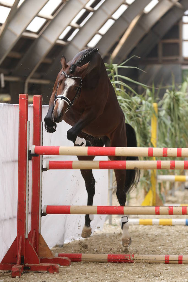 Bella giovane cavallo di razza saltare la barriera. Salto libero nel maneggio - Foto, immagini