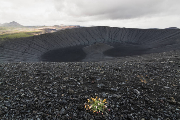Kis- és magányos bokor az élettelen Hverfjall vulkán kráterének felfedezéséhez területén Myvatn, Izland lejtőin növekvő vadvirágok. - Fotó, kép