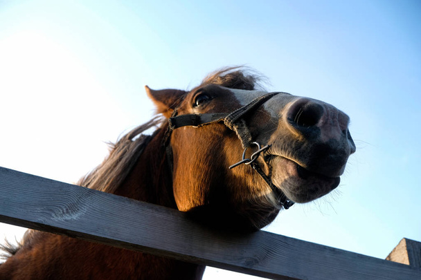 Cavallo dietro la recinzione in un raggio di sole.
. - Foto, immagini