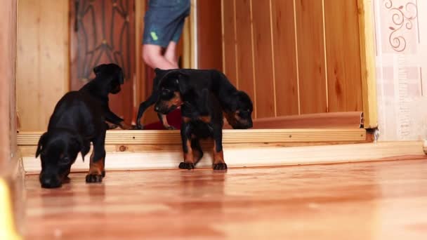 Puppies walk down the hall. A small dog goes to the camera in slow motion. - Footage, Video