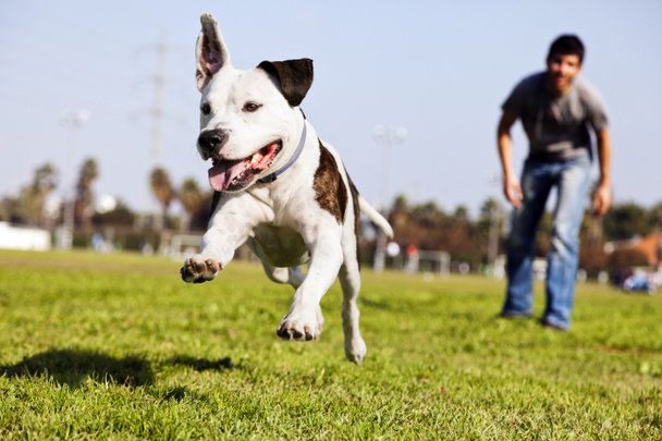 Mid-Air correndo Pitbull Dog
 - Foto, Imagem