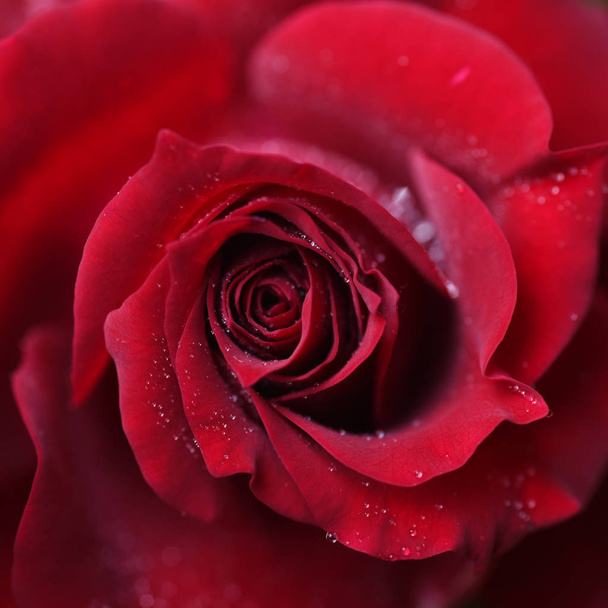 Valentine Red Rose. Corazón en forma
  - Foto, imagen