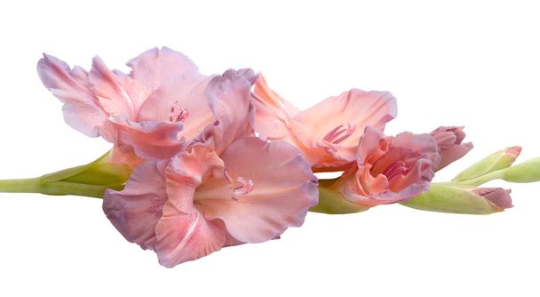 schöne helle Gladiolenblüte isoliert auf weiß - Foto, Bild