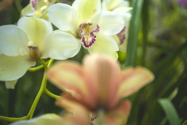 Цветок орхидеи и зеленые листья фона с солнечным светом в саду
. - Фото, изображение