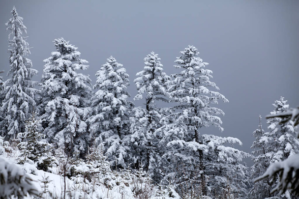 Χριστούγεννα και νέο έτος φόντο με χειμερινά δέντρα στα βουνά που καλύπτονται με φρέσκο χιόνι - μαγεία φόντου Ενοικιαζόμενα - Φωτογραφία, εικόνα