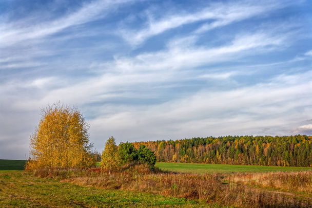 Autumn rural landscape mowed meadow on the background of trees with colorful foliage and sunset - Valokuva, kuva
