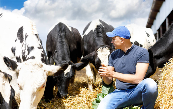 cow-boy agriculteur sur la ferme vache autour du troupeau
 - Photo, image