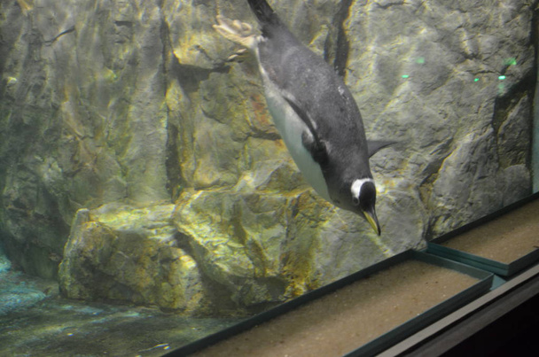 Gentoo pingviini eläintarhassa
 - Valokuva, kuva