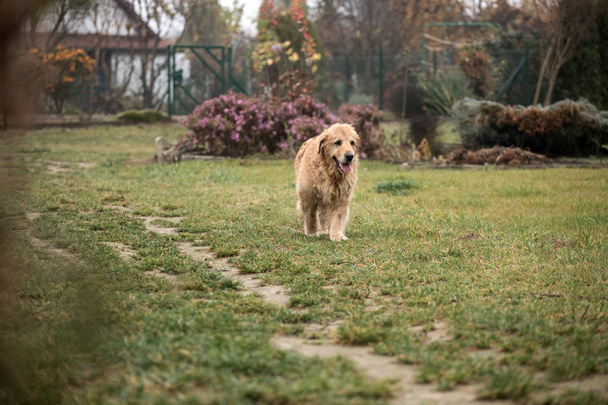 wet golden retriever dog - Zdjęcie, obraz