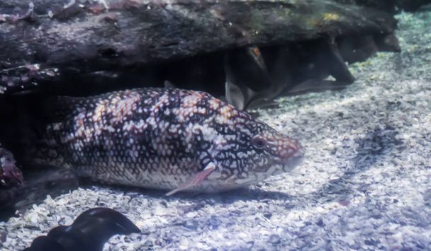 sharpnose sandperch tropical bottom dweller fish retrato en el fondo del océano exótico
 - Foto, imagen