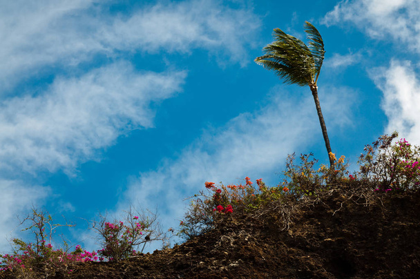 Palmy, kvetoucí keře s mraků a oblohy na pozadí pohledu zespodu - Fotografie, Obrázek