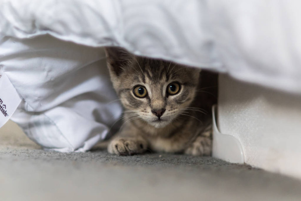 Imádnivaló és óvatos szürke cirmos cica elrejti alatt a borít az ágyban, miközben nézi. - Fotó, kép