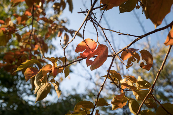 Scéna na podzim. Krásná podzimní park. Listy lesní cesta na podzim. Selektivní fokus - Fotografie, Obrázek