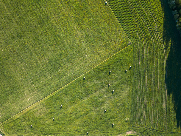 Drone Photo of the Hay Rolls in The Dandelion Field maaseudulla Village aurinkoisena Euroopan keväänä - ylhäältä alas näkymä
 - Valokuva, kuva