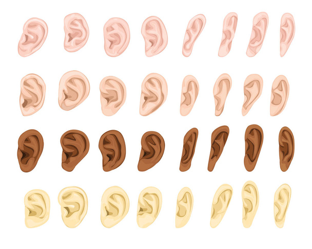 Ear vector human eardrum ear rope hearing sounds listening body part and deafness silence illustration sensory set female male ears isolated on white background - Vektor, kép