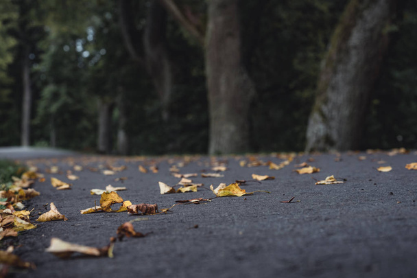 Moody, Dark Photo of the Road in a Park, Between Woods - Closeup View of Leaves With Blurred Background -Desaturated, Vintage Look with Space for Text, Autumn day - Foto, imagen