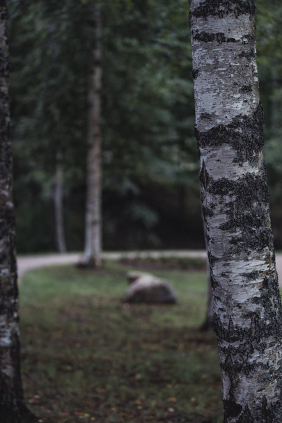 Moody, tmavé fotografie z cesty v parku, mezi lesy - Desaturated, ročník vypadat, podzimní den - Fotografie, Obrázek