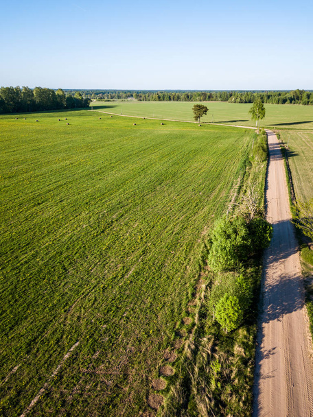 Drone Photo of the Road Between Trees in Colorful Early Spring in Countryside Village  - Surrounded with Dandelion Field - Foto, imagen