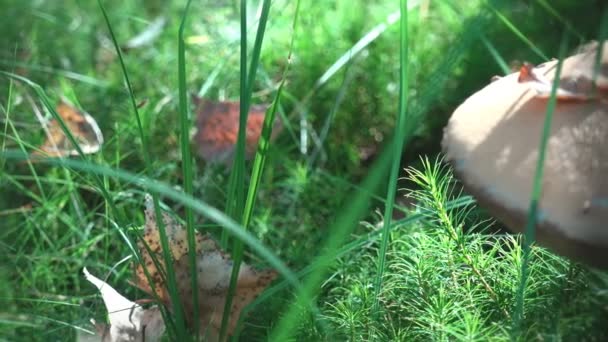 Makro mantar: mantar orman yaz aylarında büyüyen ekolojik sistemleri doğa vardır. - Video, Çekim