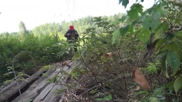 バックパックで中高年の男性旅行者は優しく野生の森林でストリームを破壊された古い木橋に沿って歩く.夏の日の余暇活動 - 映像、動画