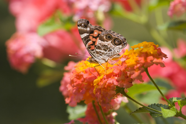 Pretty Butterflies Feeding on Flowers - Photo, Image