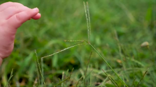Hand van baby aanraken van het gras. - Video