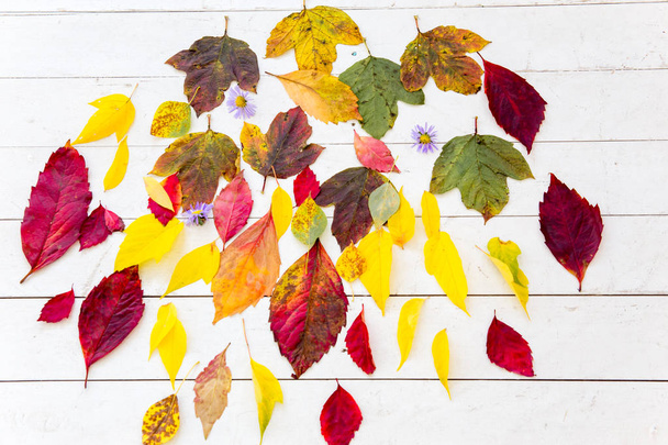 Jesienna kompozycja z opadłych liści na białym tle - Zdjęcie, obraz