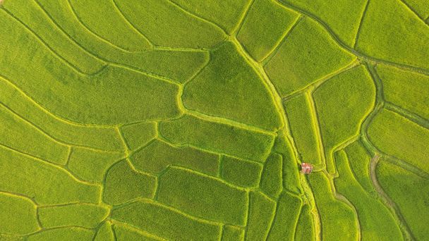 The beautiful landscape of rice fields in Thailand.  - Foto, Imagen