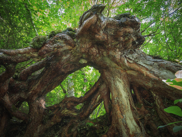 Wide-angled bottom view of the root system of a fallen pine in front of green foliage. - Fotoğraf, Görsel