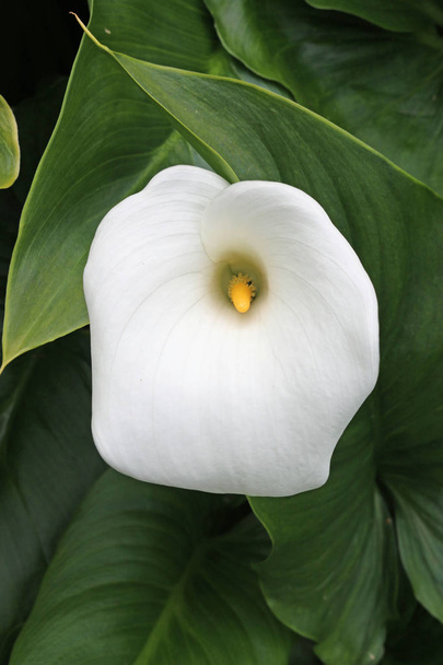 White arum lily flower (Zantedeschia aethiopica) in bloom with a background of blurred leaves of the same plant. - Photo, Image