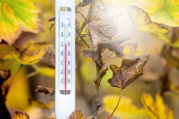Термометр на фоне желтых листьев показывает температуру осеннего дня - 12 градусов тепла
 - Фото, изображение