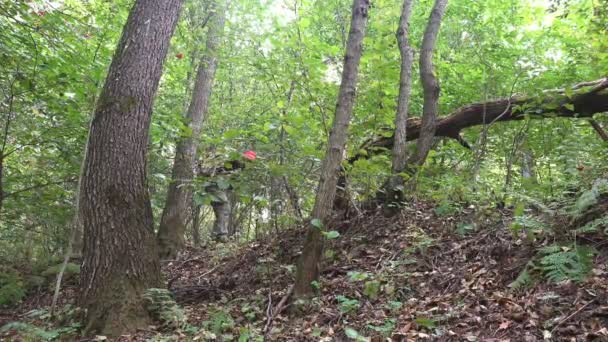 Mature male traveler with a backpack passes under a fallen tree in a wild forest. Active holiday walk in the summer morning - Materiał filmowy, wideo
