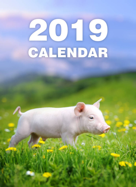 Забавный поросенок в траве. Календарь 2019 года
 - Фото, изображение